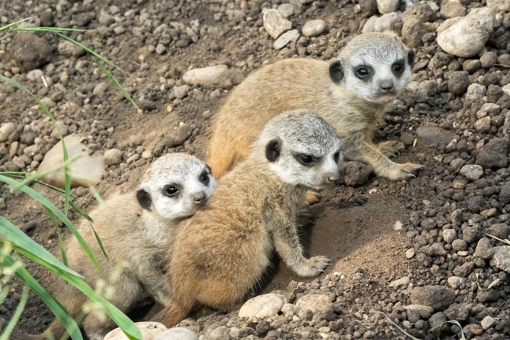 Der Tiergarten Schönbrunn freut sich über Erdmännchen-Zuwachs.