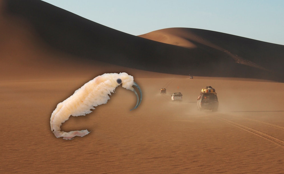 Diese neu entdeckte Krebsart mag's heiß!