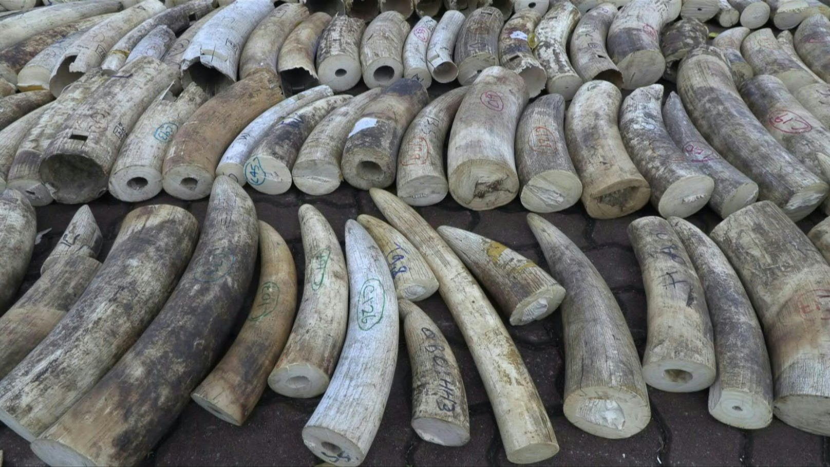 Anlässlich des Weltelefantentages zerstörten die Behörden in Singapur tonnenweise Elfenbein.