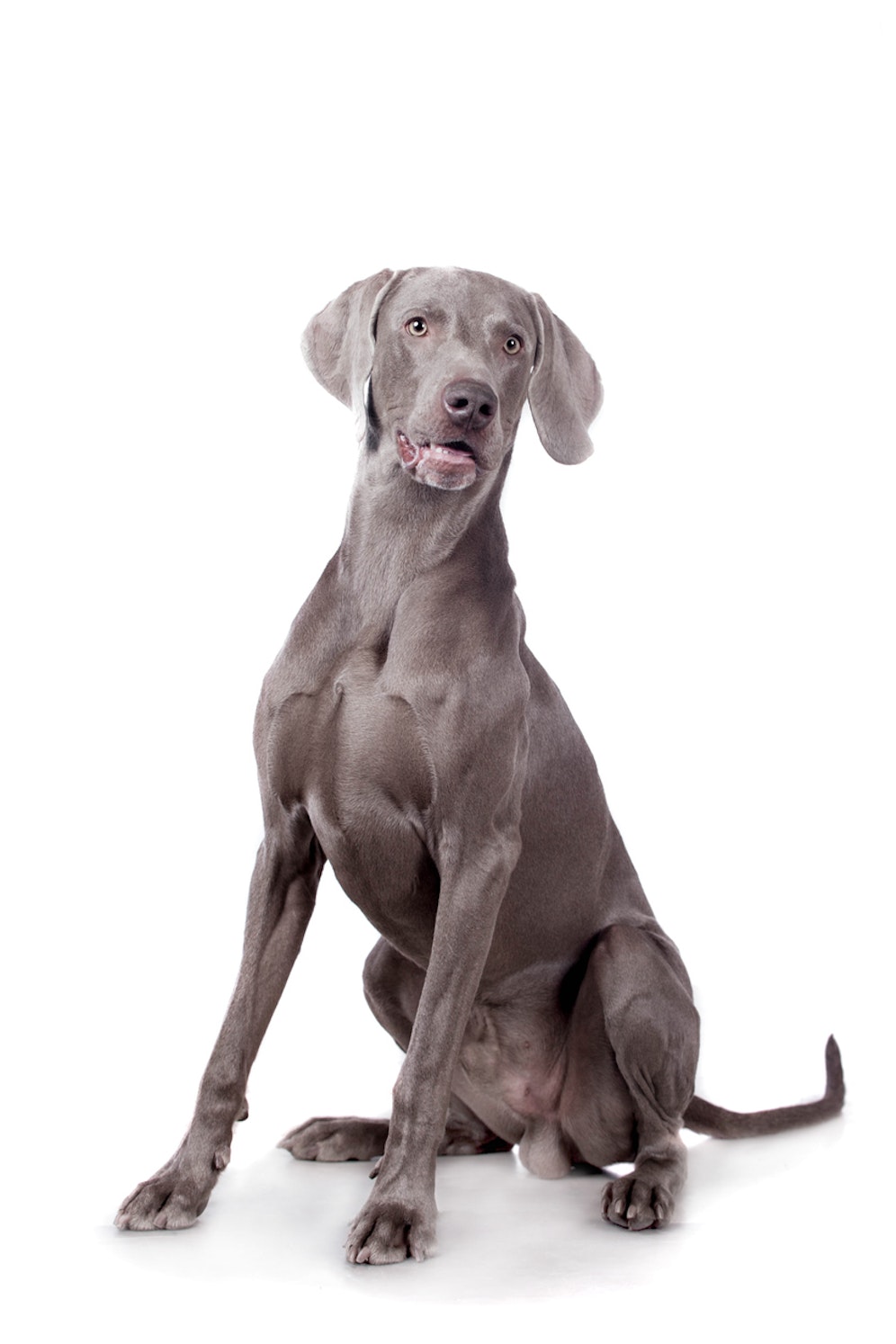 Ein vierjähriger Weimaraner starb