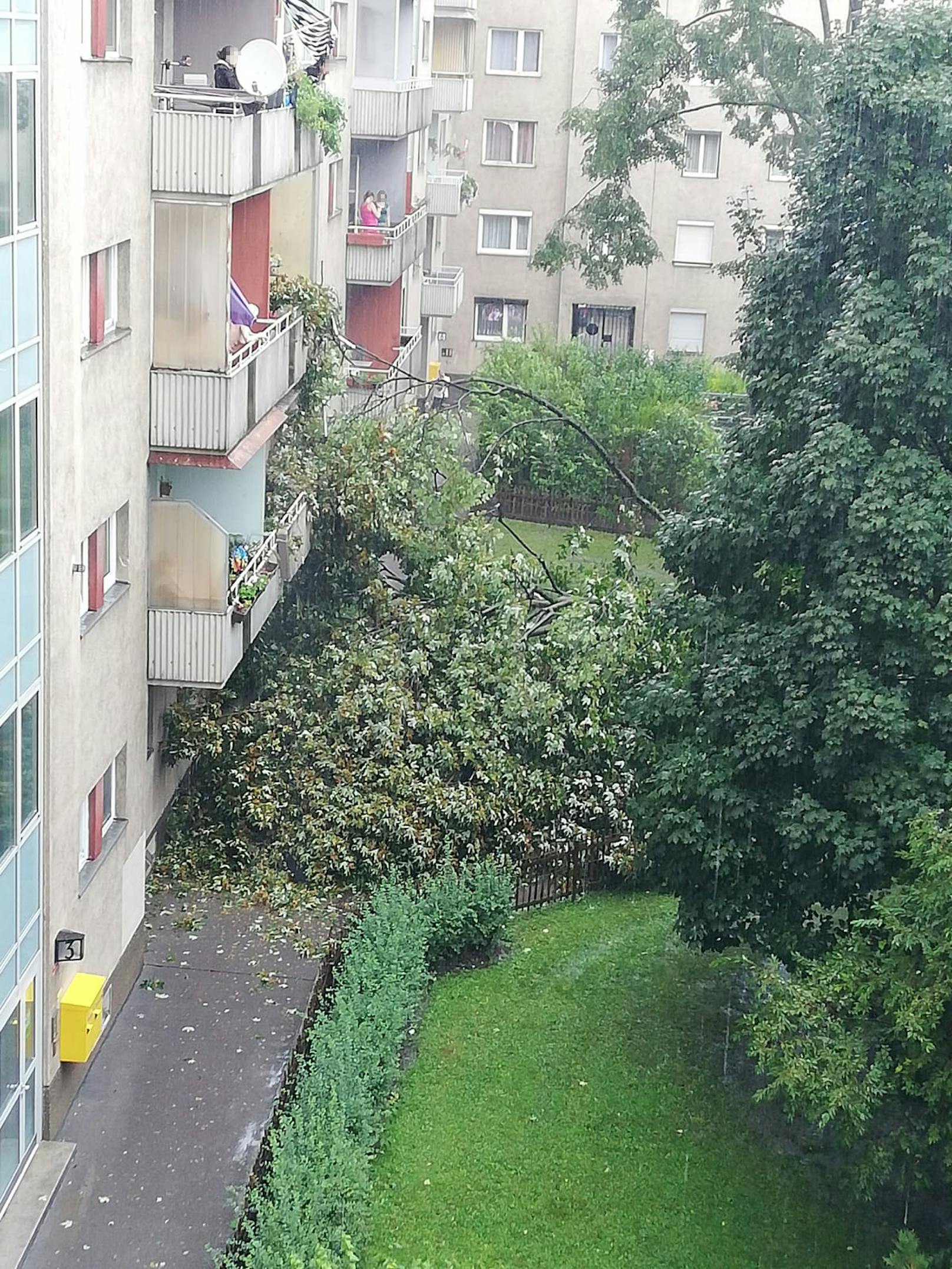In einem Innenhof in der Pappenheimgasse in Wien-Brigittenau wurde ein Baum umgerissen und stürzte auf einem Balkon.