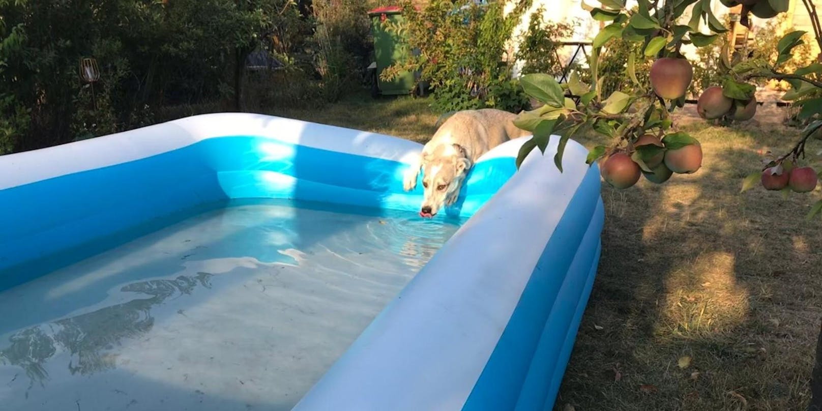 Aufgepasst: Swimmingpools können Haustiere gefährlich werden.