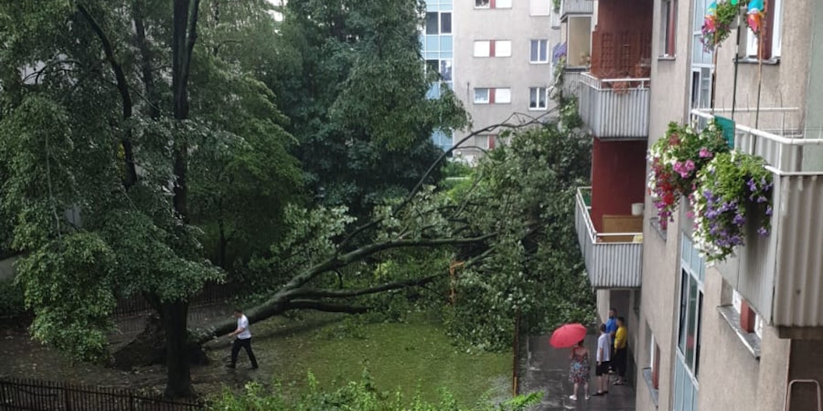 Der Baum wurde durch die Sturmböen umgerissen und krachte in die Balkone eines Wohnhauses in der Brigittenau.