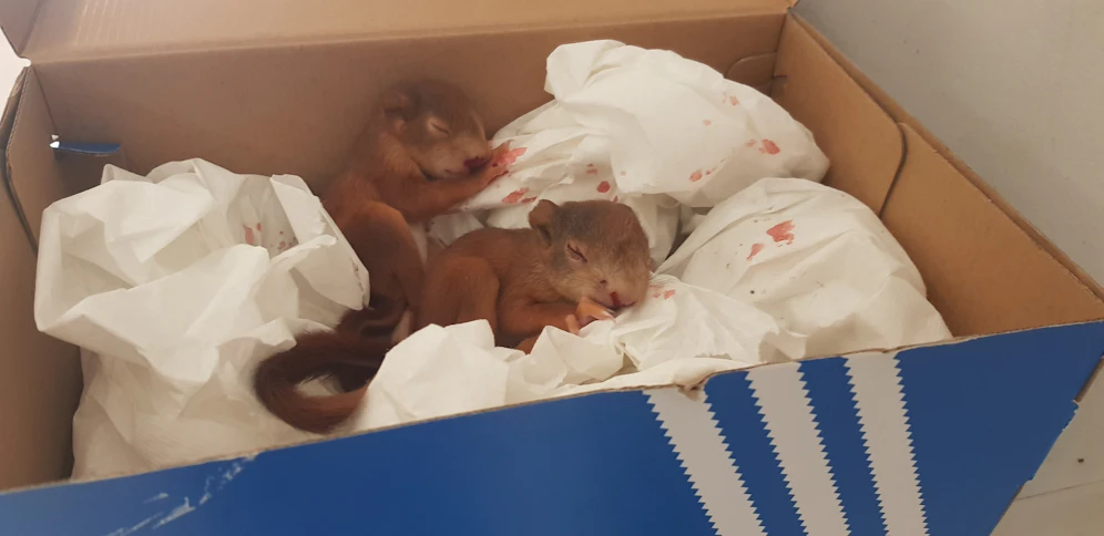 Die zwei geretteten Baby-Eichkätzchen dürfen sich nun erholen.