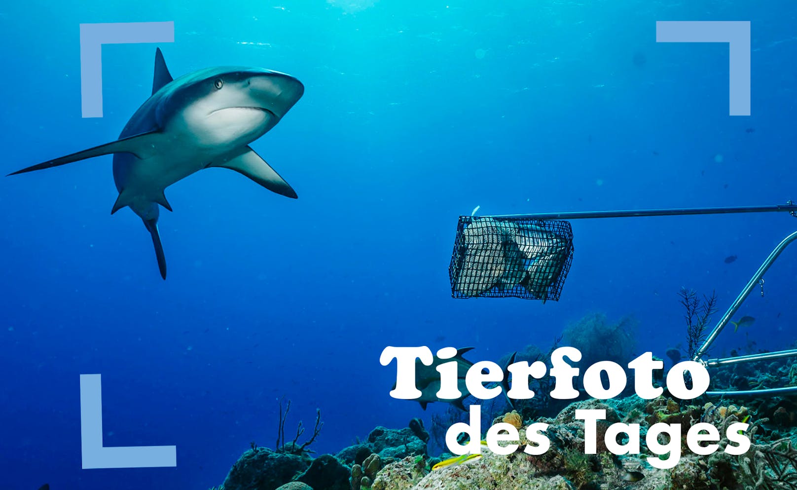 "Wow! Ein grauer Riffhai als Lokalmatador an einem Korallenriff in Französisch-Polynesien. "