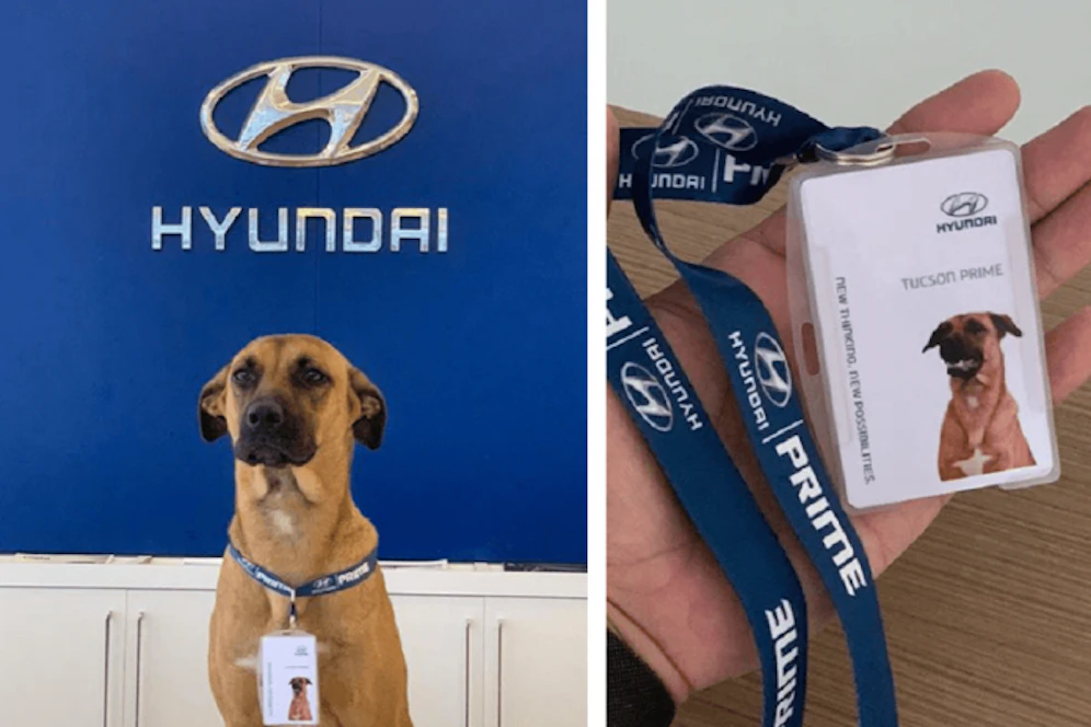 Hund Tucson hat einen neuen Job.