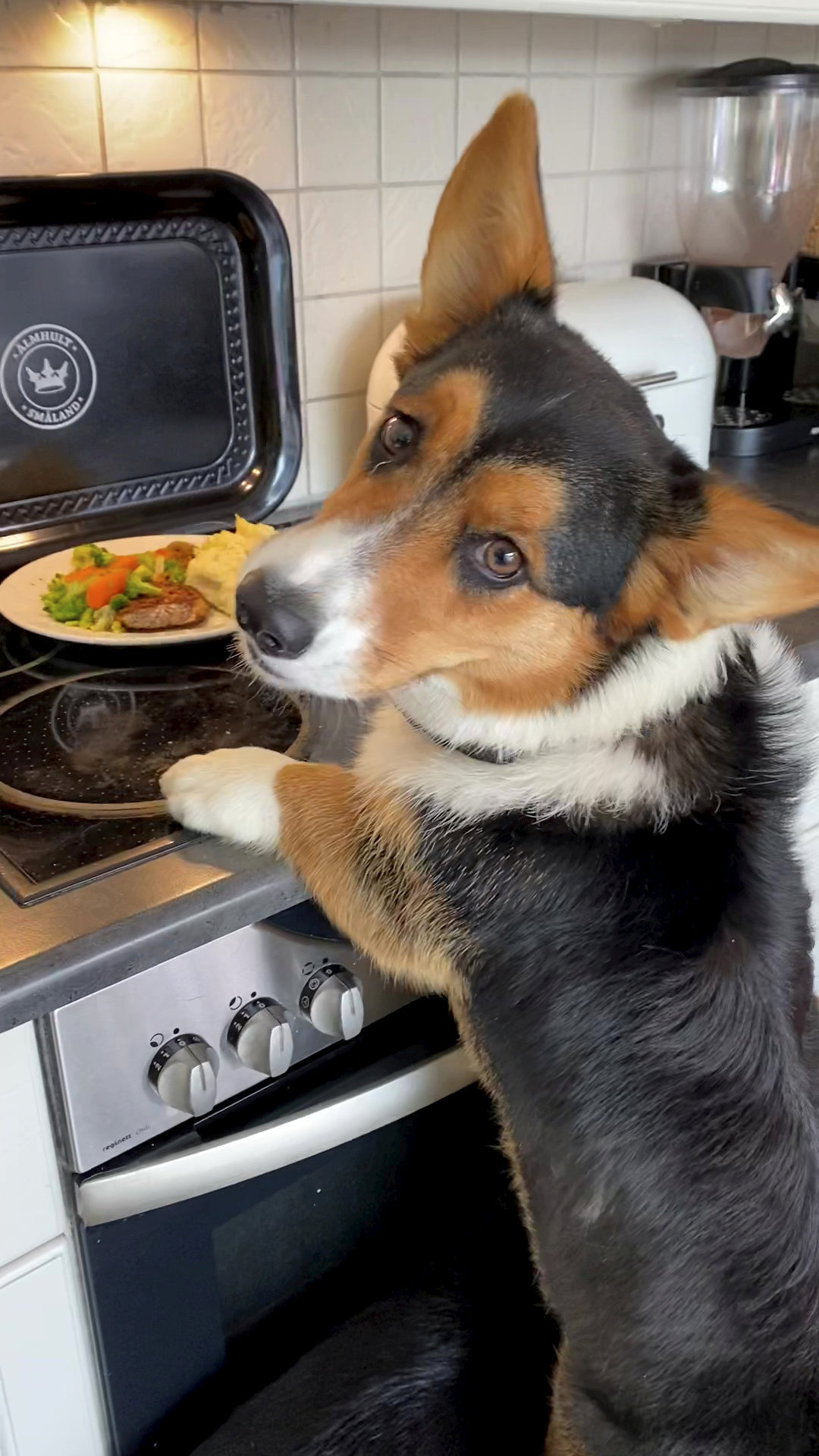 Kreative Diebe: Drei Corgis helfen sich gegenseitig, wenn es darum geht, Essen von der Küche zu stibitzen.