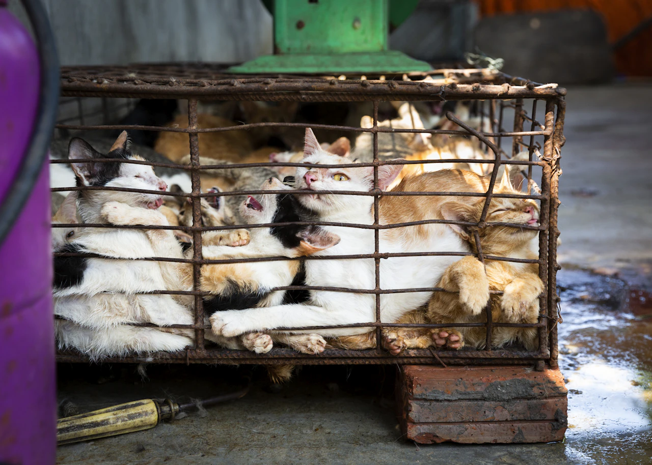Heute.at - In Vietnam werden jährlich 1 Million Katzen gegessen