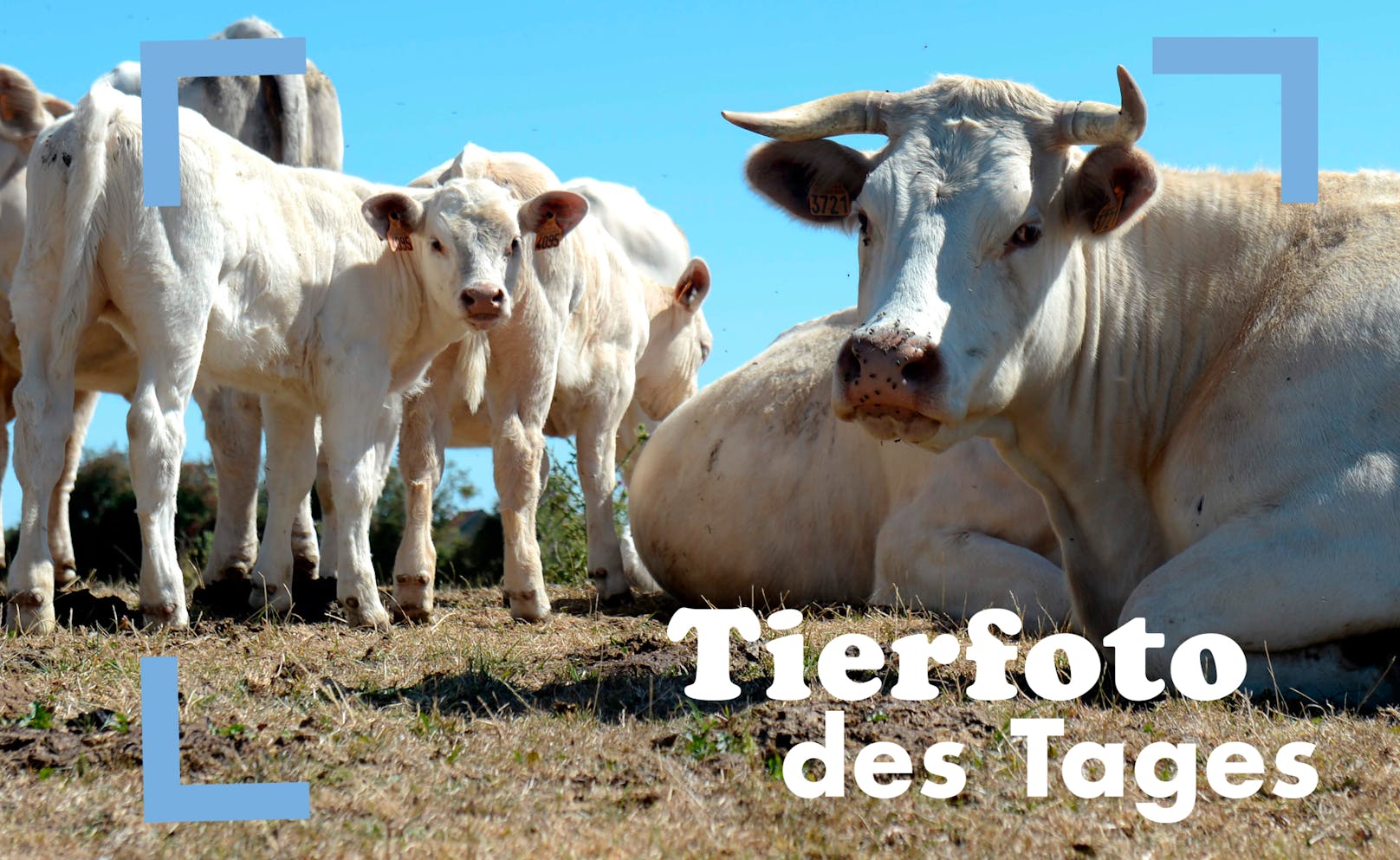 Puh, im Sommer ist auch den Kühen auf der Weide heiß. Charolais heißt diese ganz weiße Rinderrasse aus Frankreich.