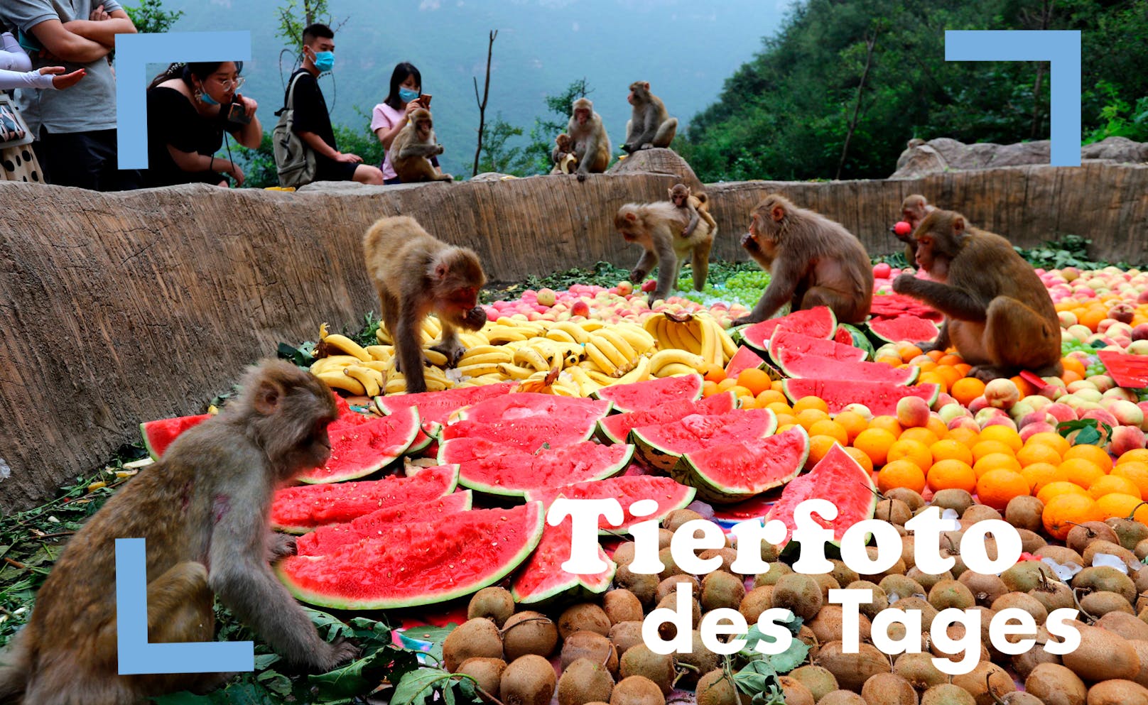 Ein Paradies für Affen ist das hier: In China dürfen 1.000 von ihnen beim Summer Feast in der Henan Provinz so richtig reinhauen.