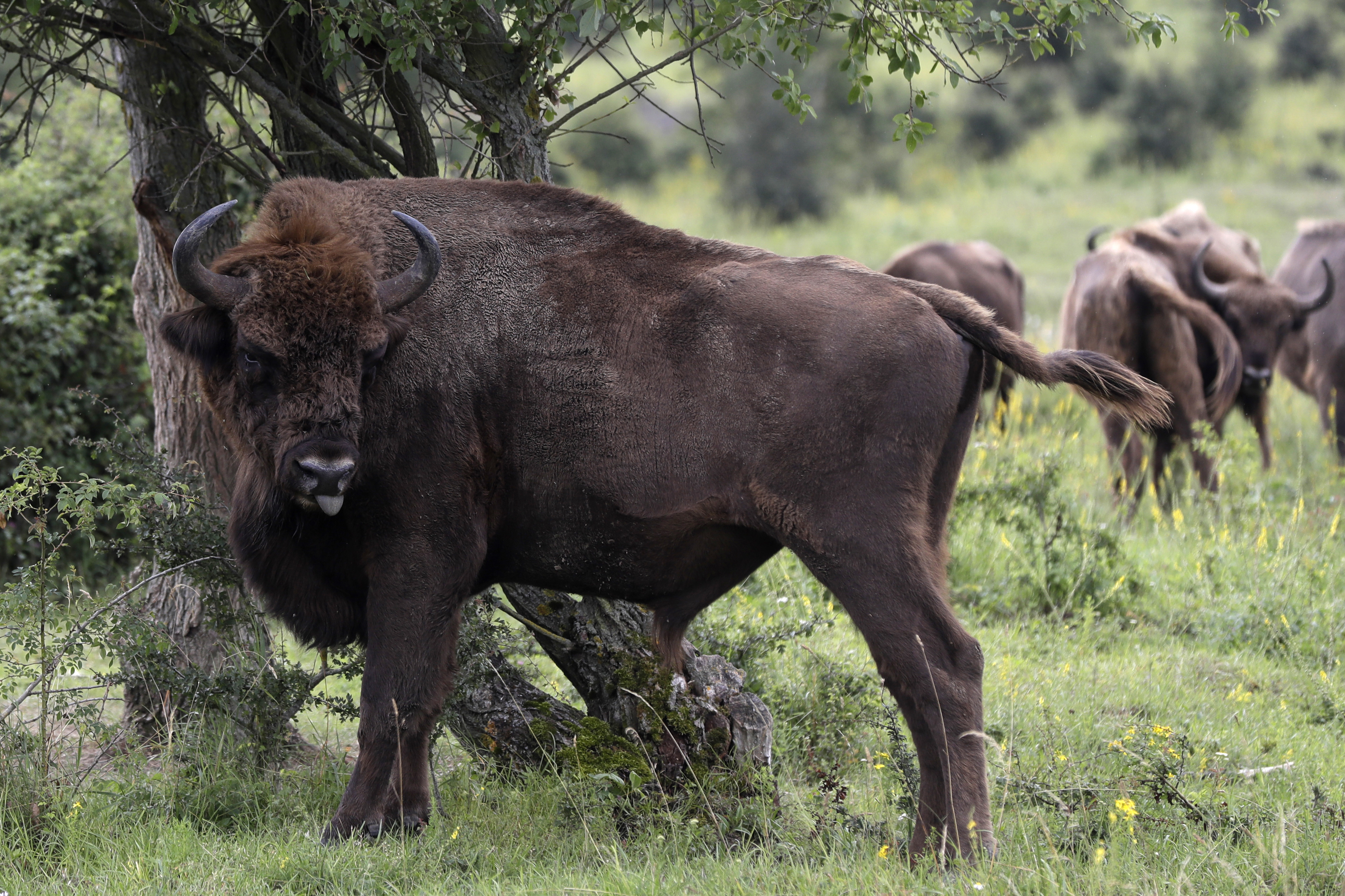 Ein wütender Bison schlug eine Motorradfahrerin K.O.