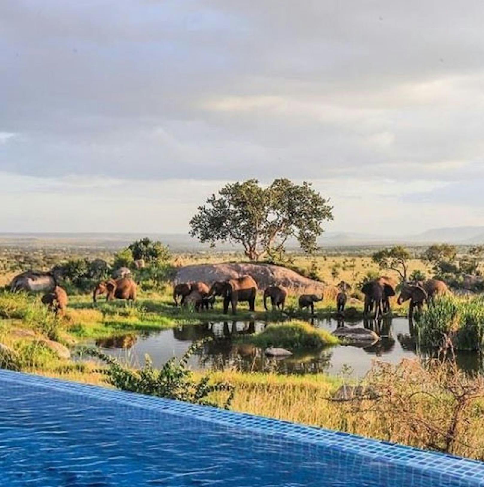 Pool mit Ausblick auf Elefanten in Tansania