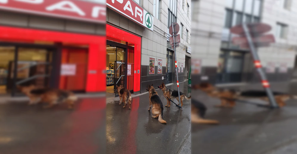 Die Hunde warteten brav vor dem Eingang.