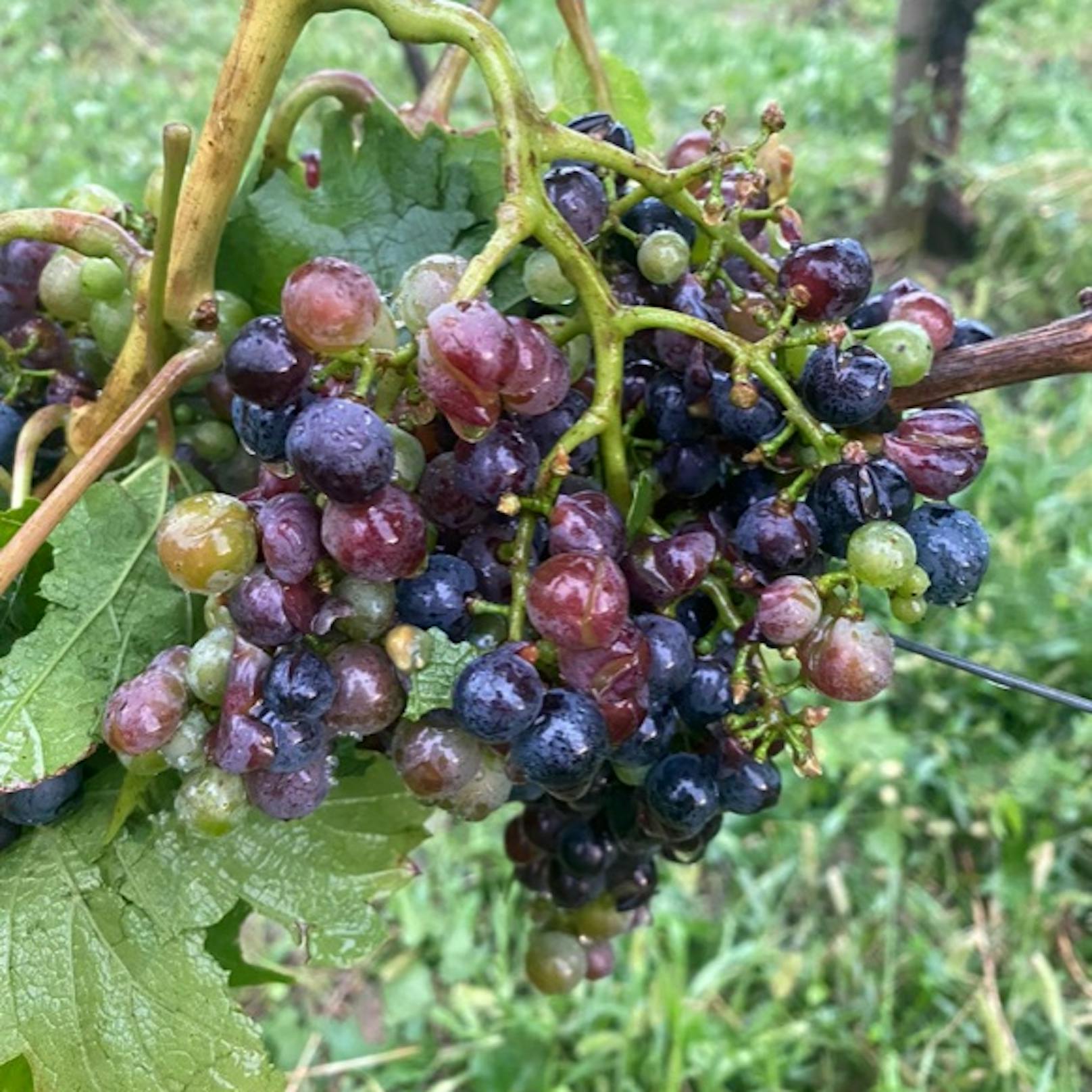 Durch Hagel aufgeplatzte Weintrauben in Eisenberg (17. August 2020)