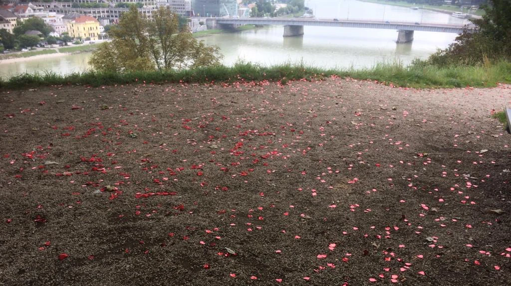 Die Wiese ist über und über mit Plastikrosenblätter verschmutzt.