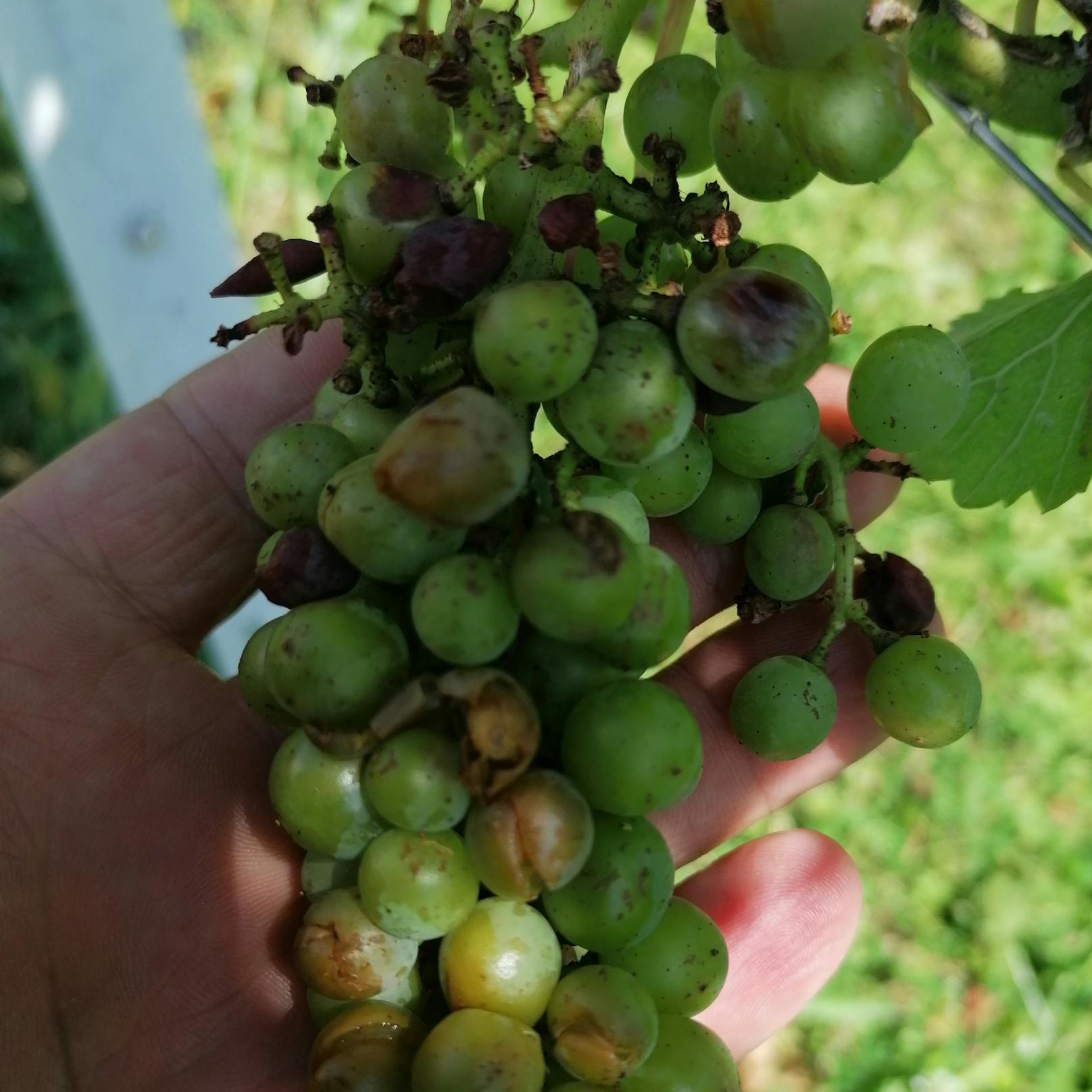 Durch Hagel aufgeplatzte Weintrauben in St. Veit an der Glan (17. August 2020)