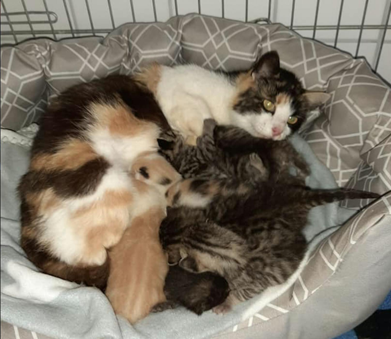 Die vierfache Katzenmama adoptierte drei fremde Babys.