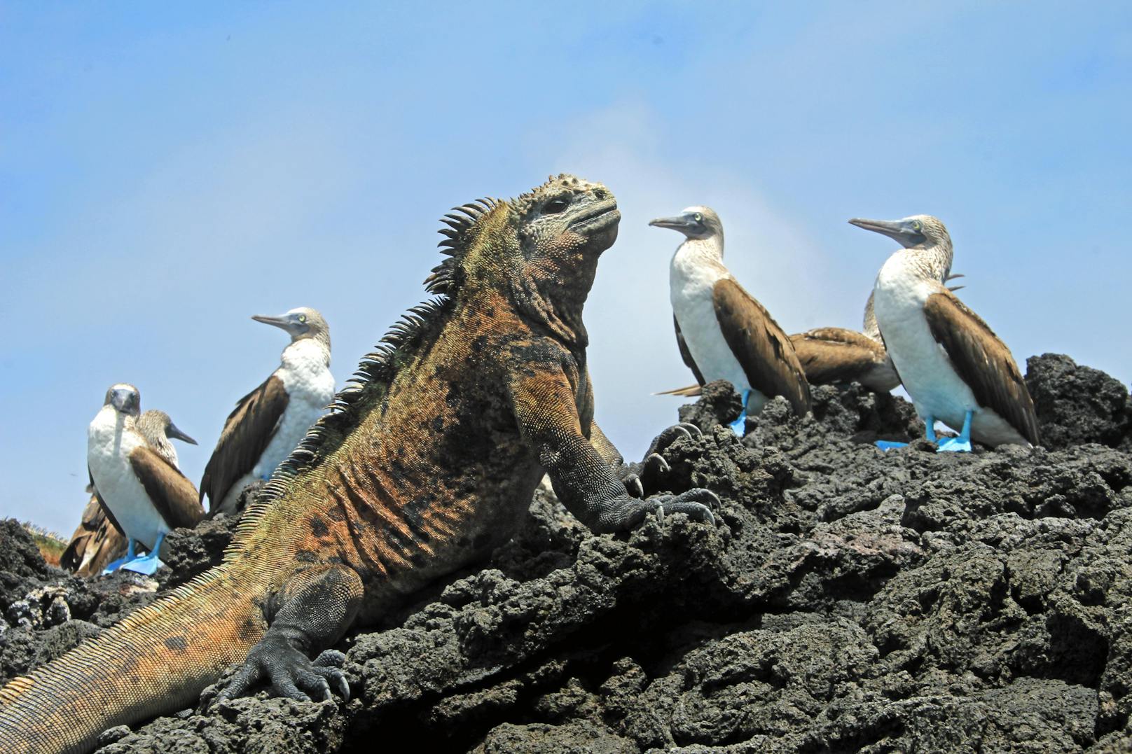 Die Galápagos-Inseln, ein isoliert im Pazifik gelegenes Archipel, beherbergen weltweit die größte Zahl an endemischen Arten – also Arten, die nur dort vorkommen.
