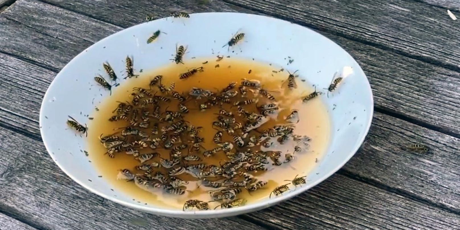 Mit einer Mixtur aus Süßmost, Zucker und Rindsuppe schaffte es Dominik Landwehr, massenhaft Wespen anzulocken.