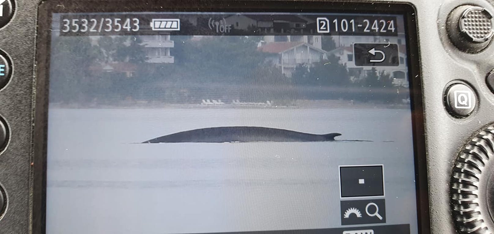 Tagelang schwamm der Wal im Velebit-Kanal herum, nun wurde er endlich gefunden. 