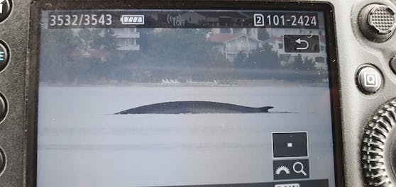 Tagelang schwamm der Wal im Velebit-Kanal herum, nun wurde er endlich gefunden.