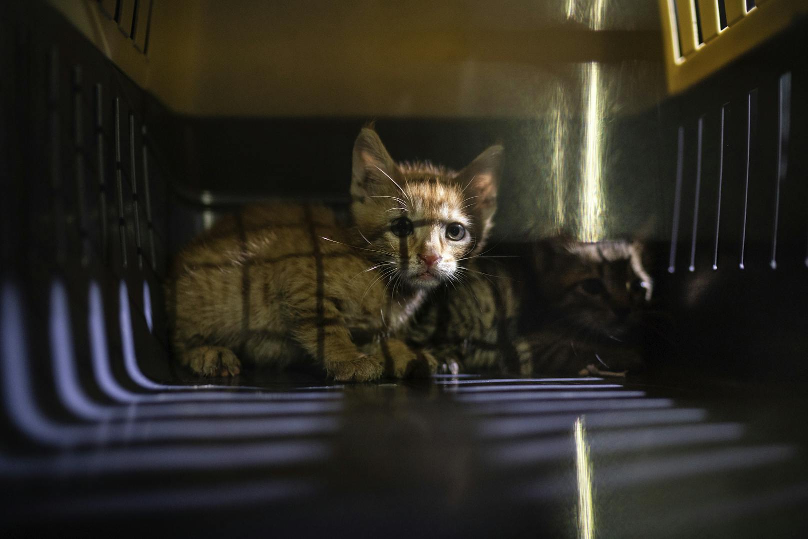 Diese zwei Kätzchen wurden aus den Trümmern in Beirut gerettet.