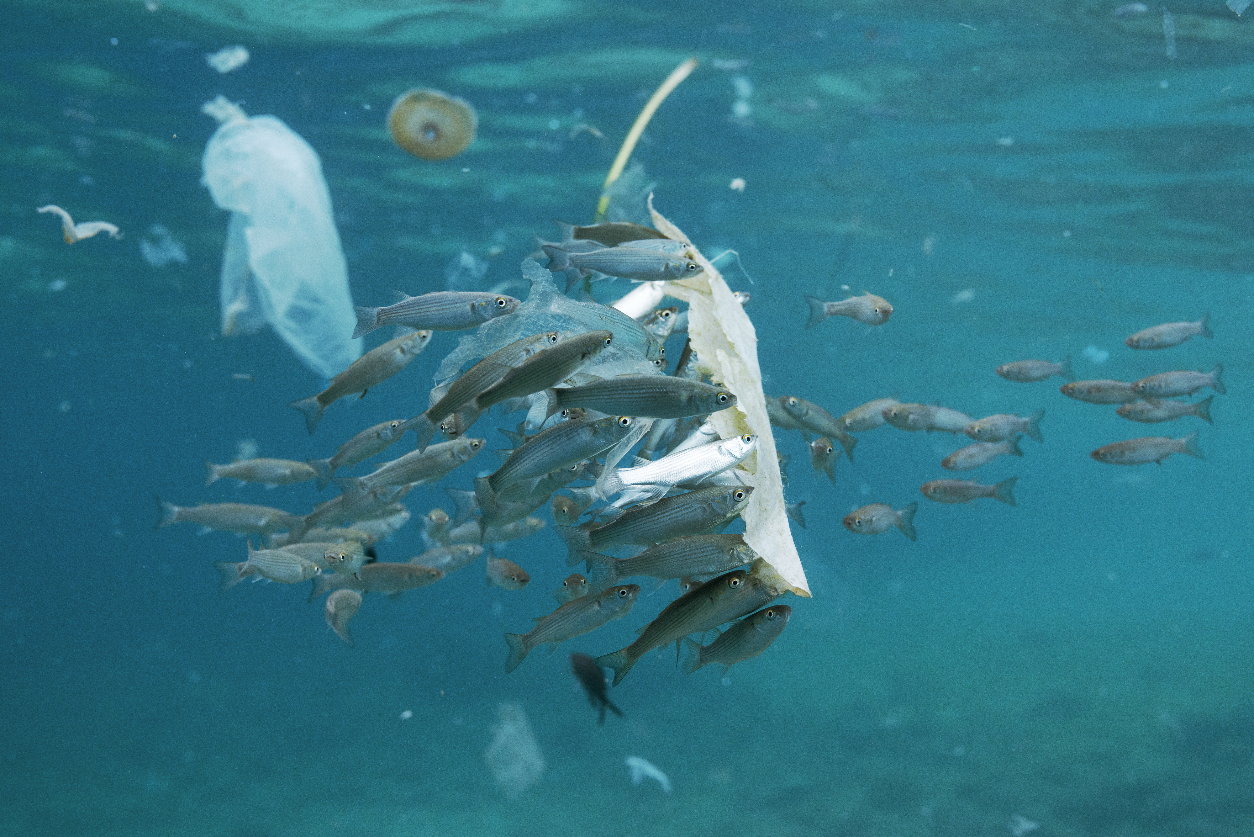 Die ökologischen Schäden sind enorm.
