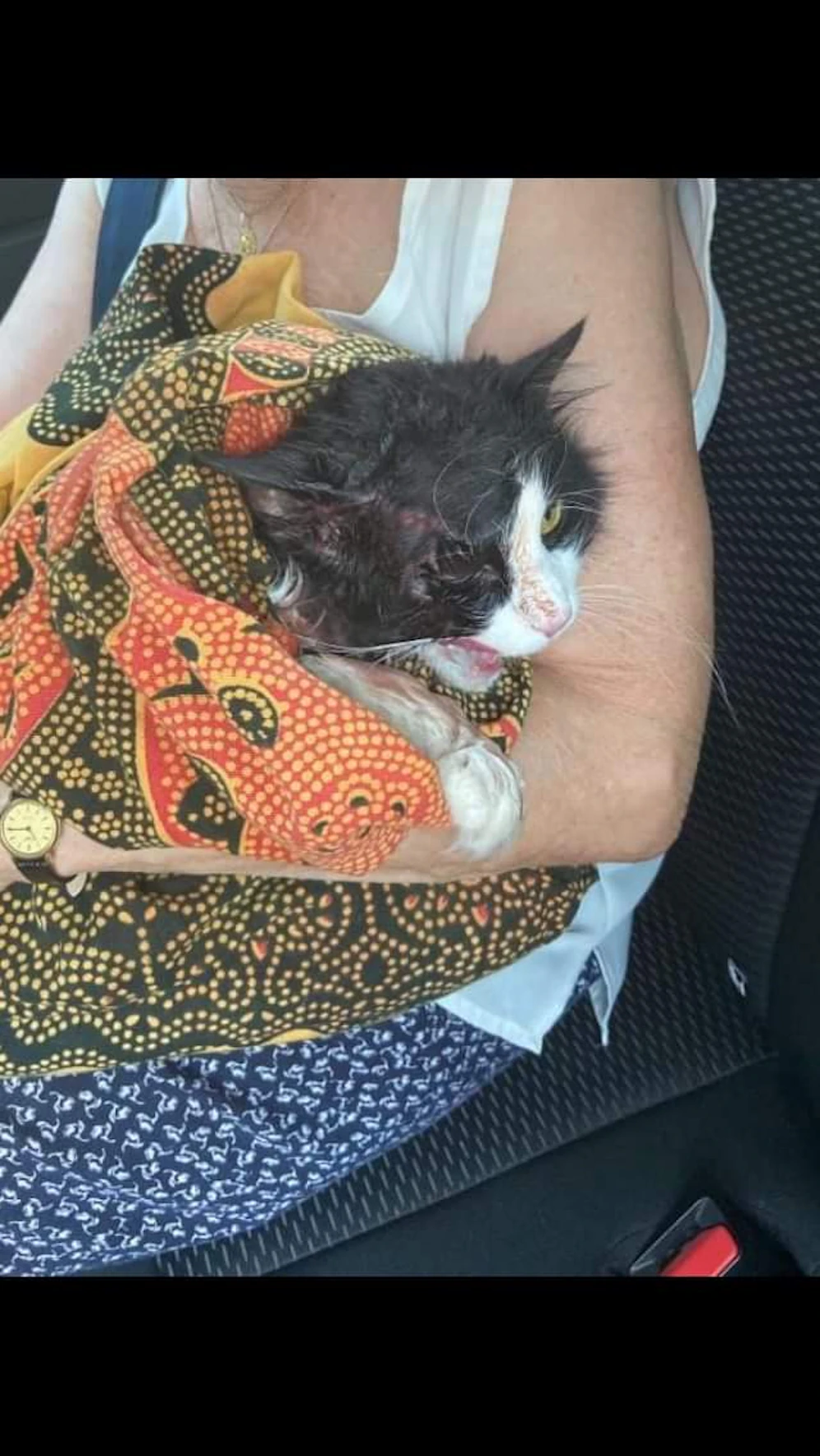 Arme Katze wurde schwer misshandelt