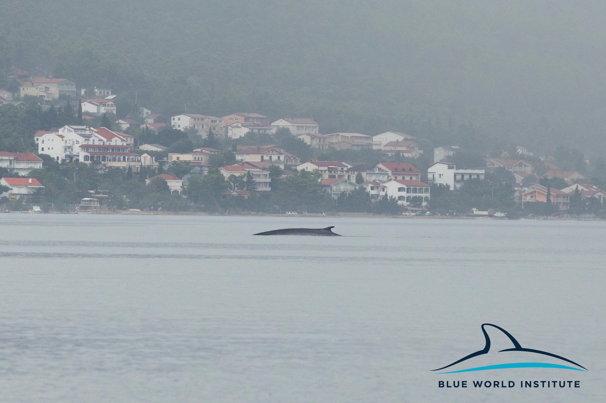 Der Wal, der am Dienstag vor Starigrad gesichtet wurde.