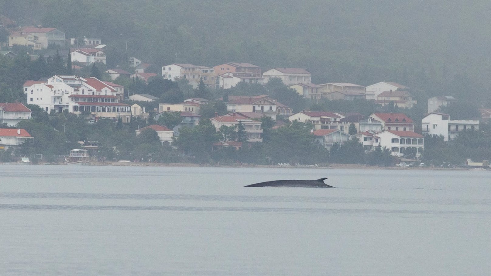 Der Wal, der am Dienstag vor Starigrad gesichtet wurde.