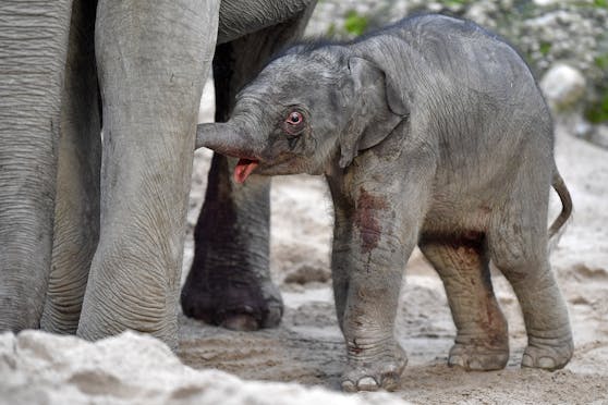 Der Zoo Zürich erwartet 2020 drei Elefantengeburten. Archivbild