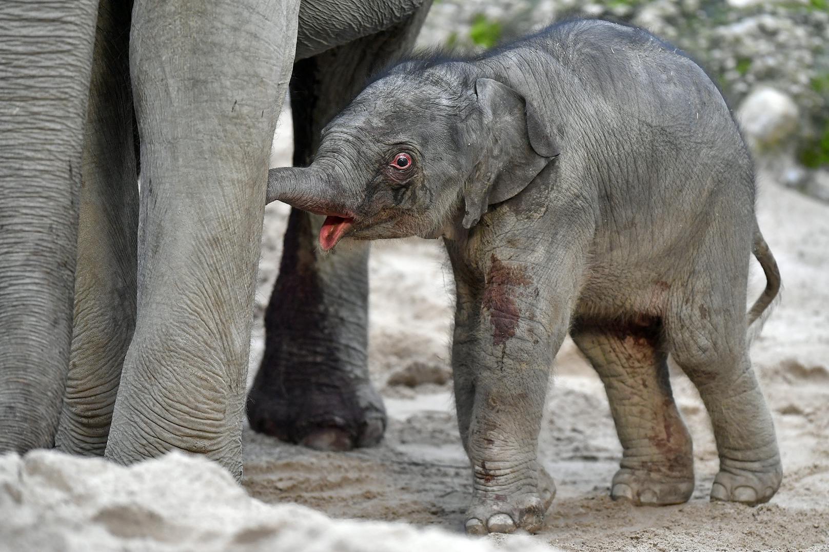 Babyelefant kurz nach Geburt im Zoo zu Tode getreten