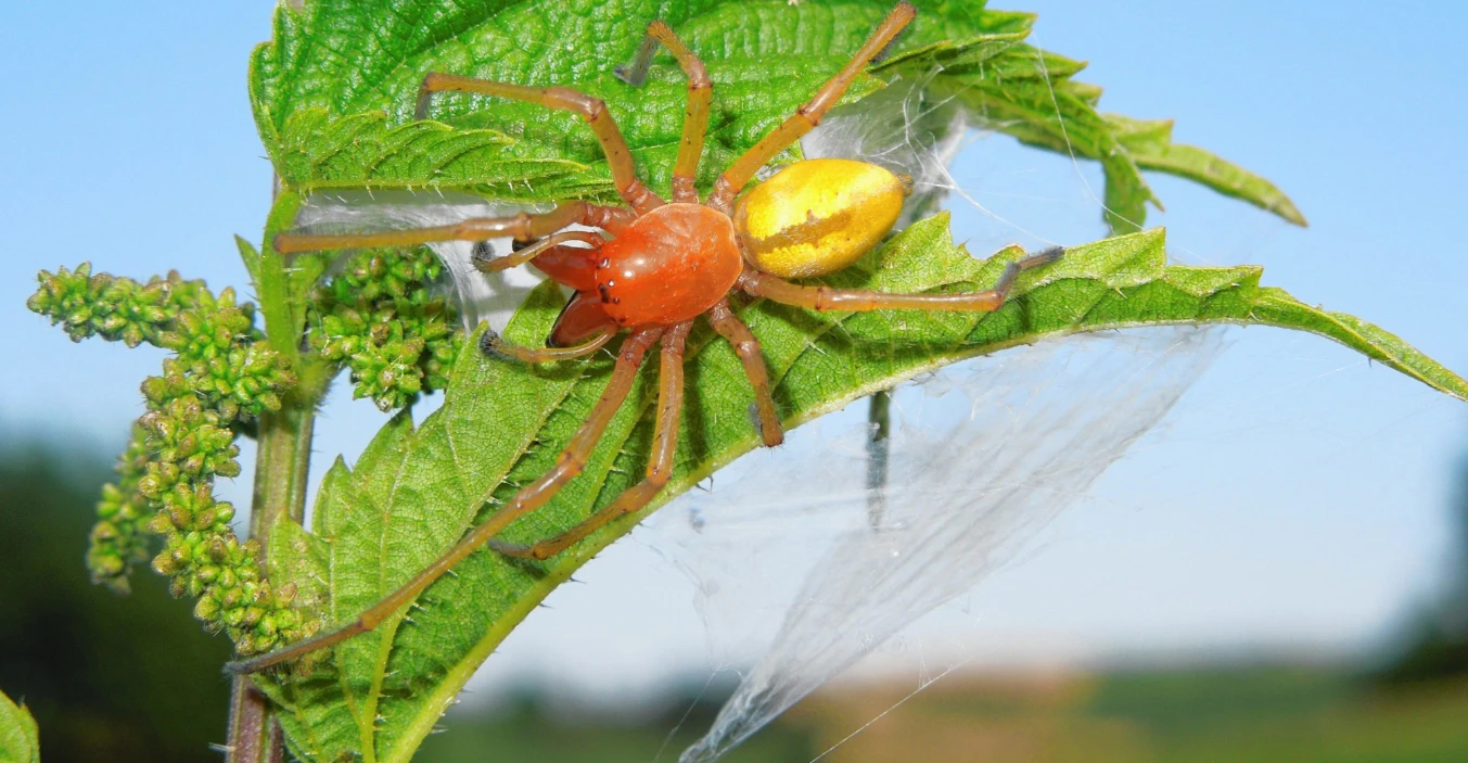 Die Dornfingerspinne wandert in Richtung Alm