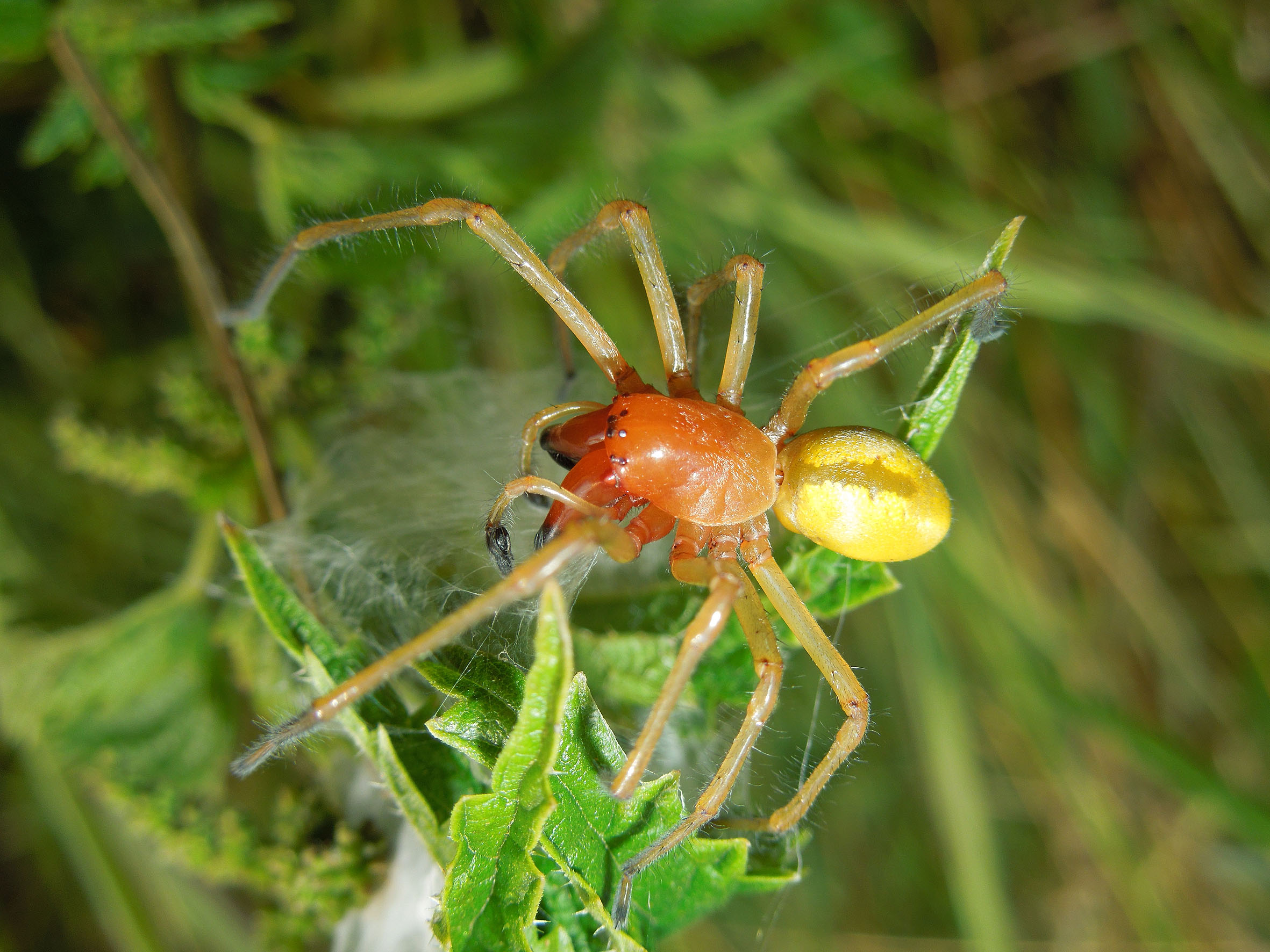 Eine Dornfingerspinne