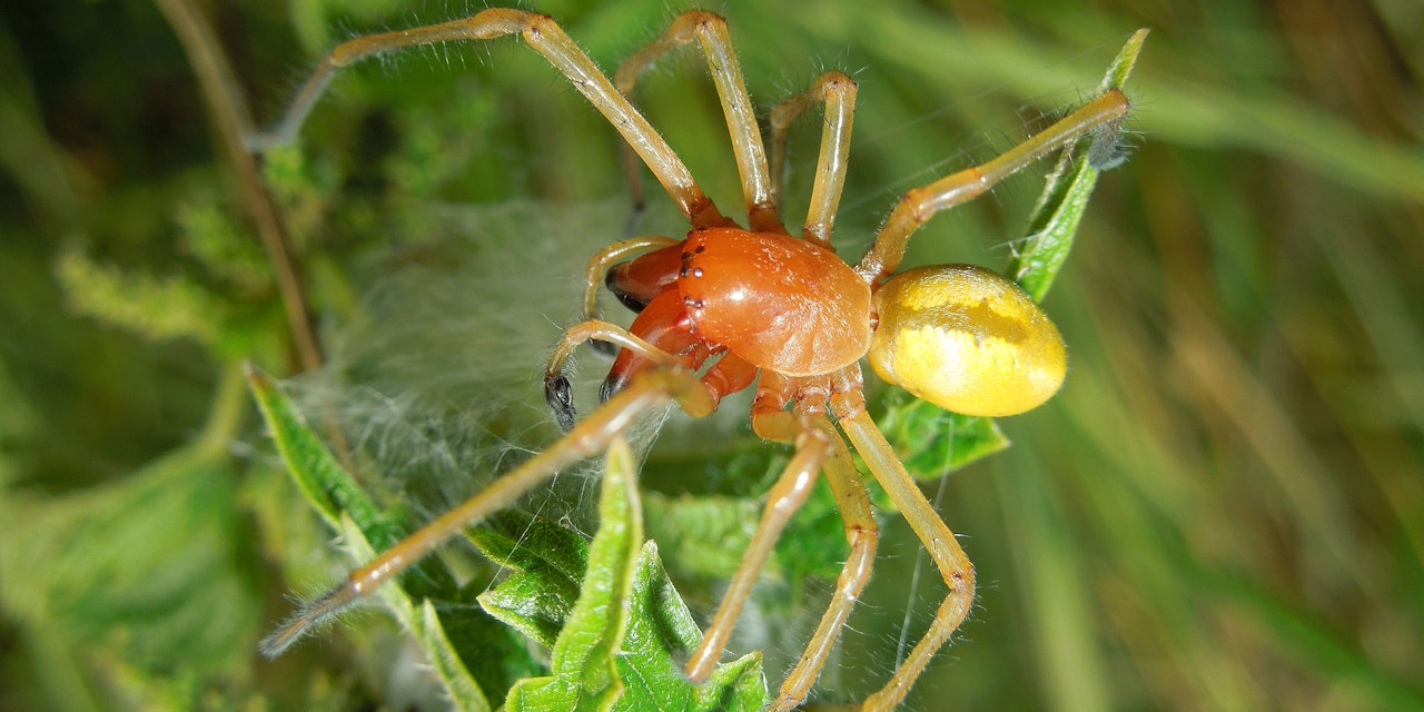 ÖsterreichNews GiftspinnenWarnung für Wanderer auf Almen Heute.at