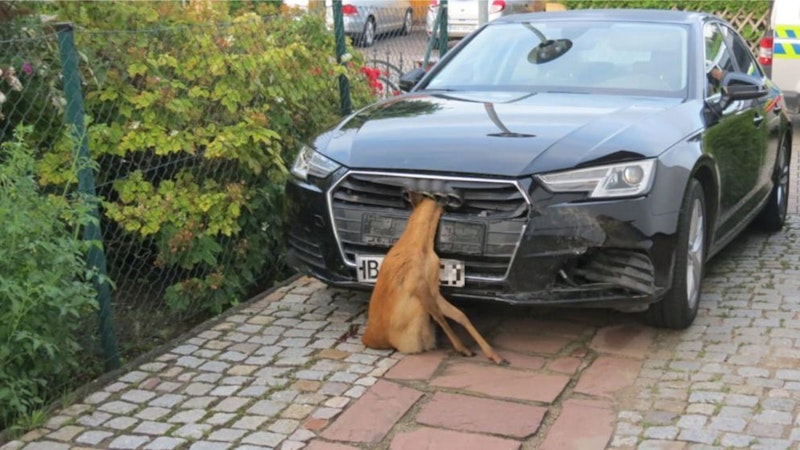 Sie sei wohl unter Schock gestanden und einfach weitergefahren, erklärte die Lenkerin der Polizei bei der Unfallaufnahme.
