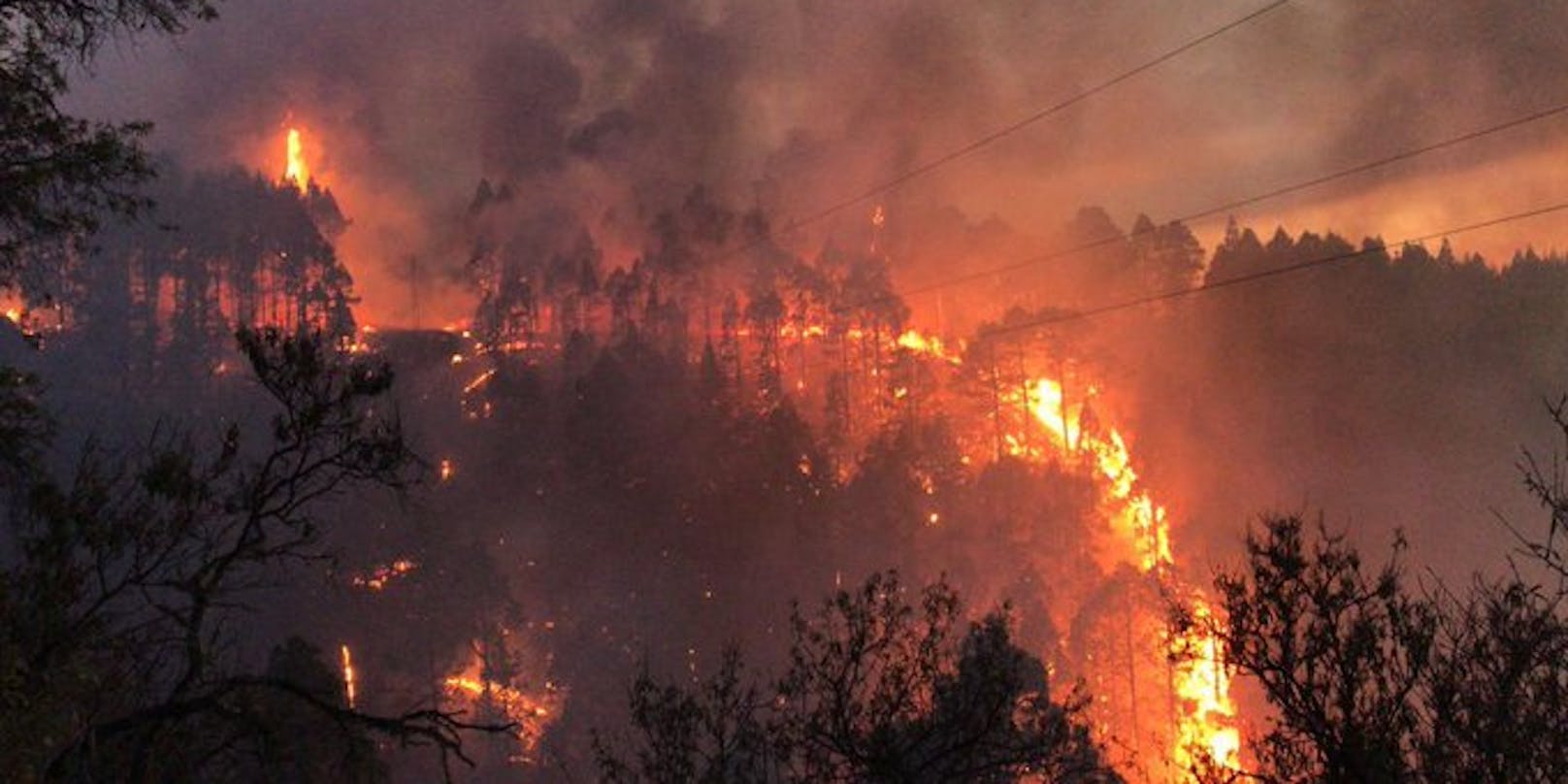Mehrere Hektar Wald sind abgebrannt. 