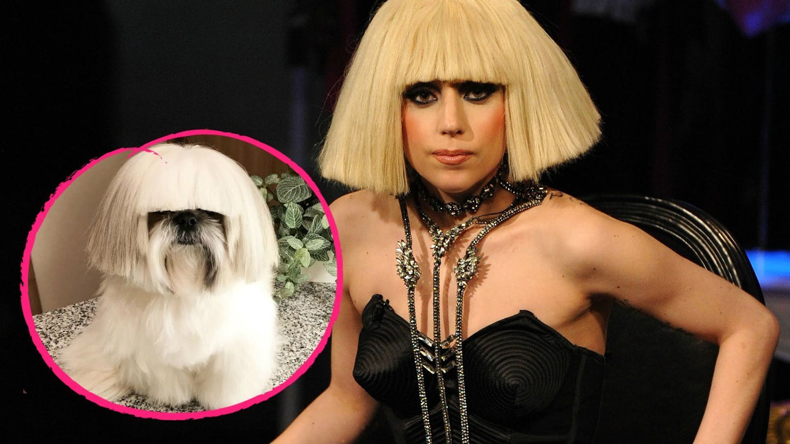 Lady Gaga hat einen felligen Imitator. Nur die Gesangsqualität dürfte unterschiedlich sein. 