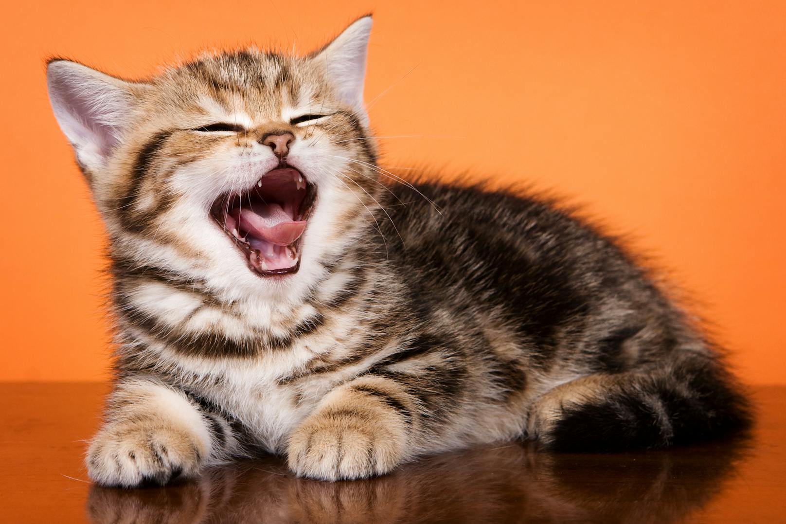 Das durchschnittliche Gähnen einer Katze dauert 2,1 Sekunden.