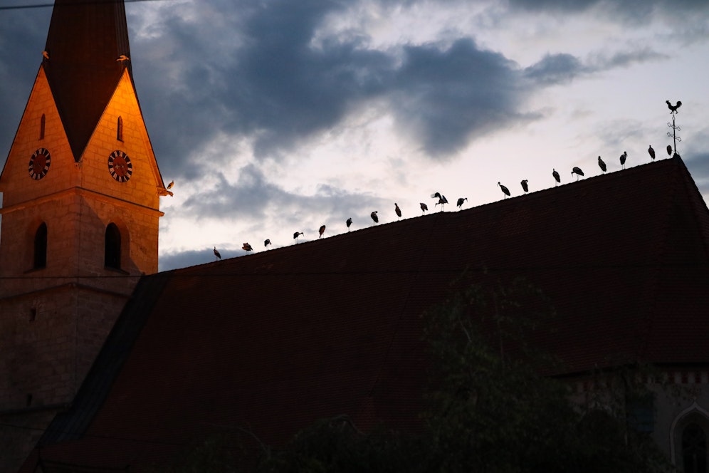 Rund 50 Störche machten es sich auf dem Kirchendach und einem daneben stehenden Kran gemütlich.