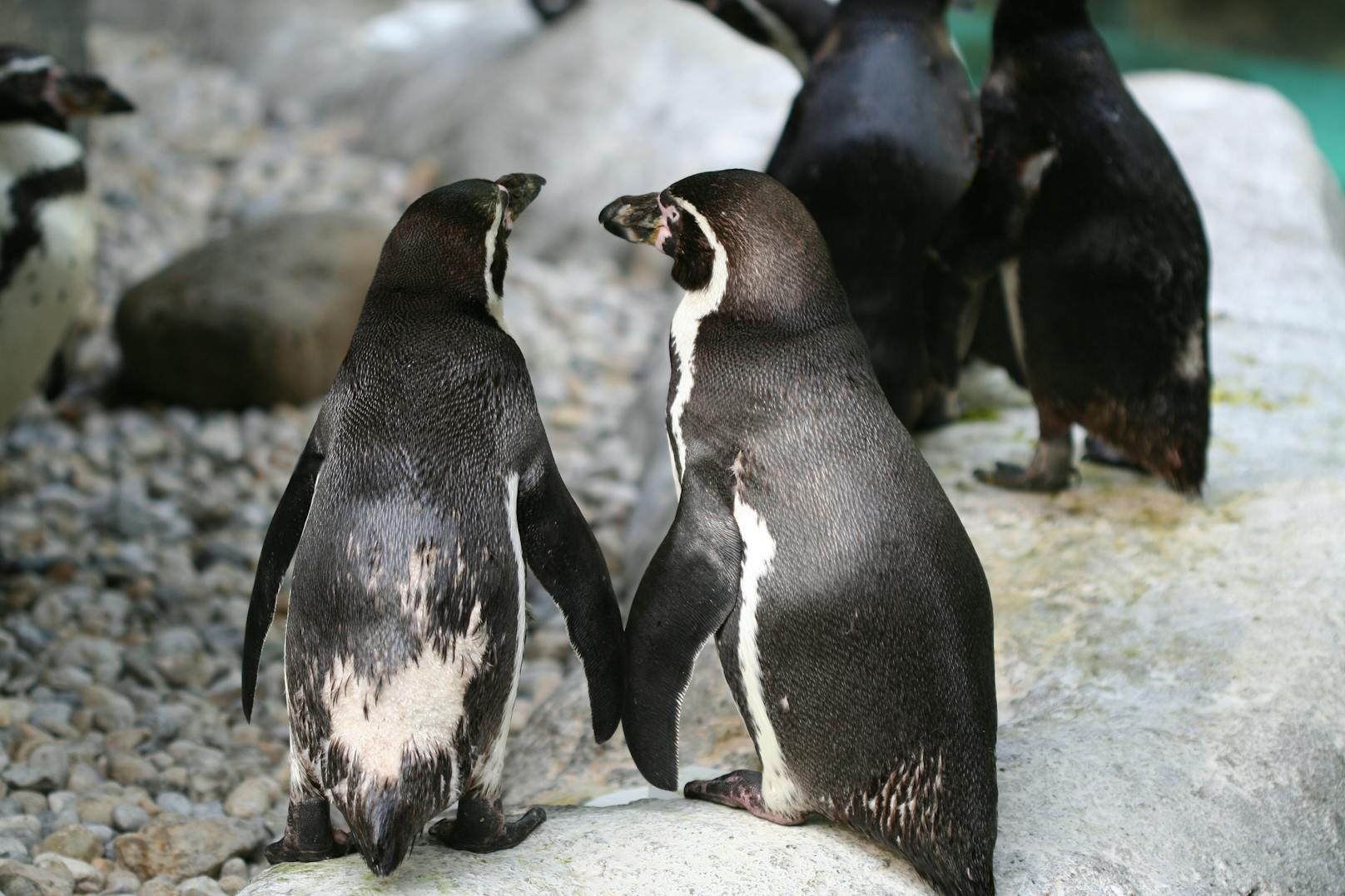 Ein Pinguin-Paar in Valencia darf sich über Nachwus freuen.<br>