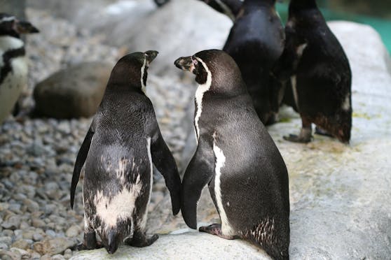 Ein Pinguin-Paar in Valencia darf sich über Nachwus freuen.