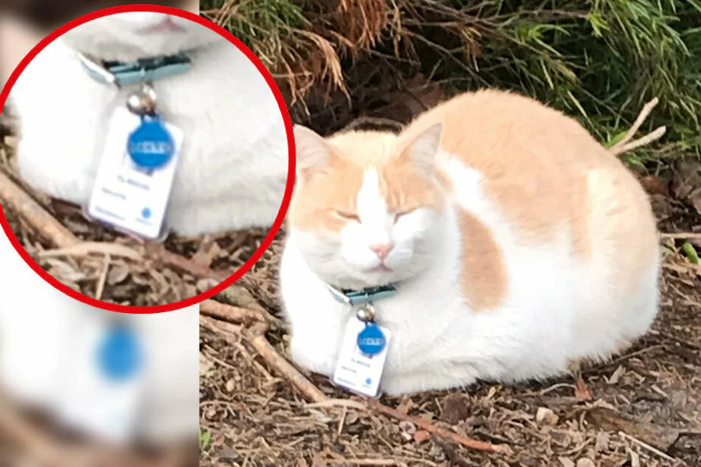 Tierischer Sicherheitsdienst mit Ausweis<br>