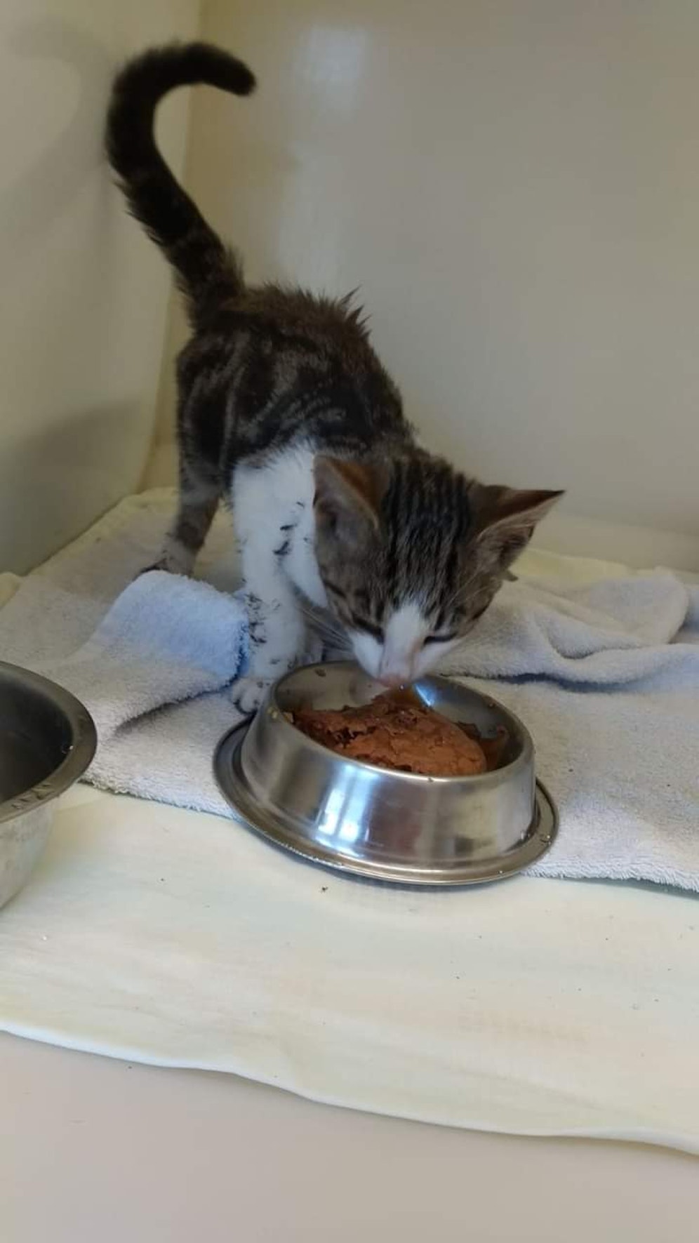 Katze wird nun aufgepäppelt.