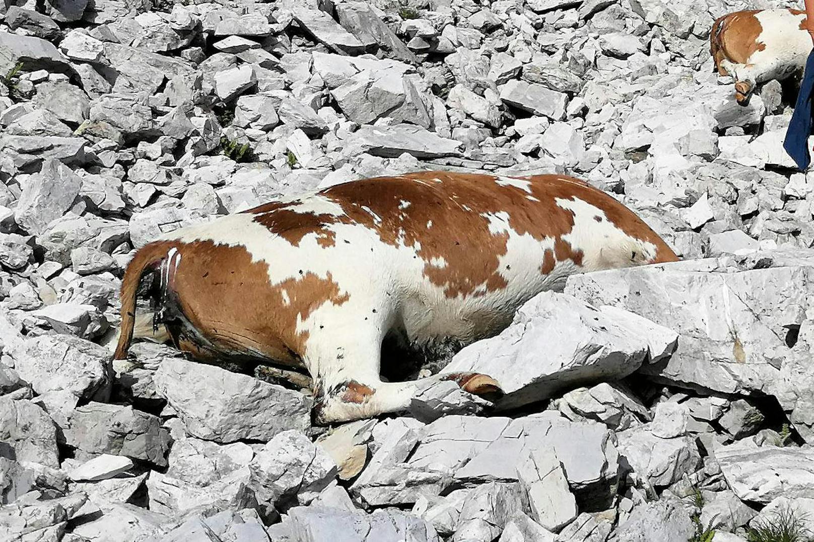Ein Blitz hat in Untertauern im Bereich der Gnadenalm 16 Rinder getötet.