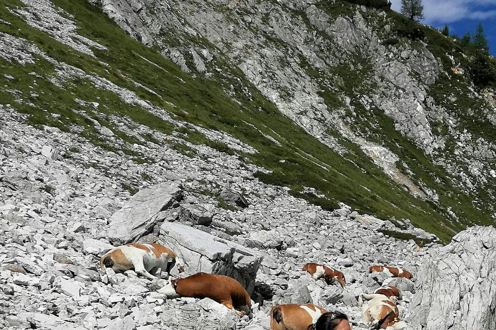 Ein Blitz hat in Untertauern im Bereich der Gnadenalm 16 Rinder getötet.