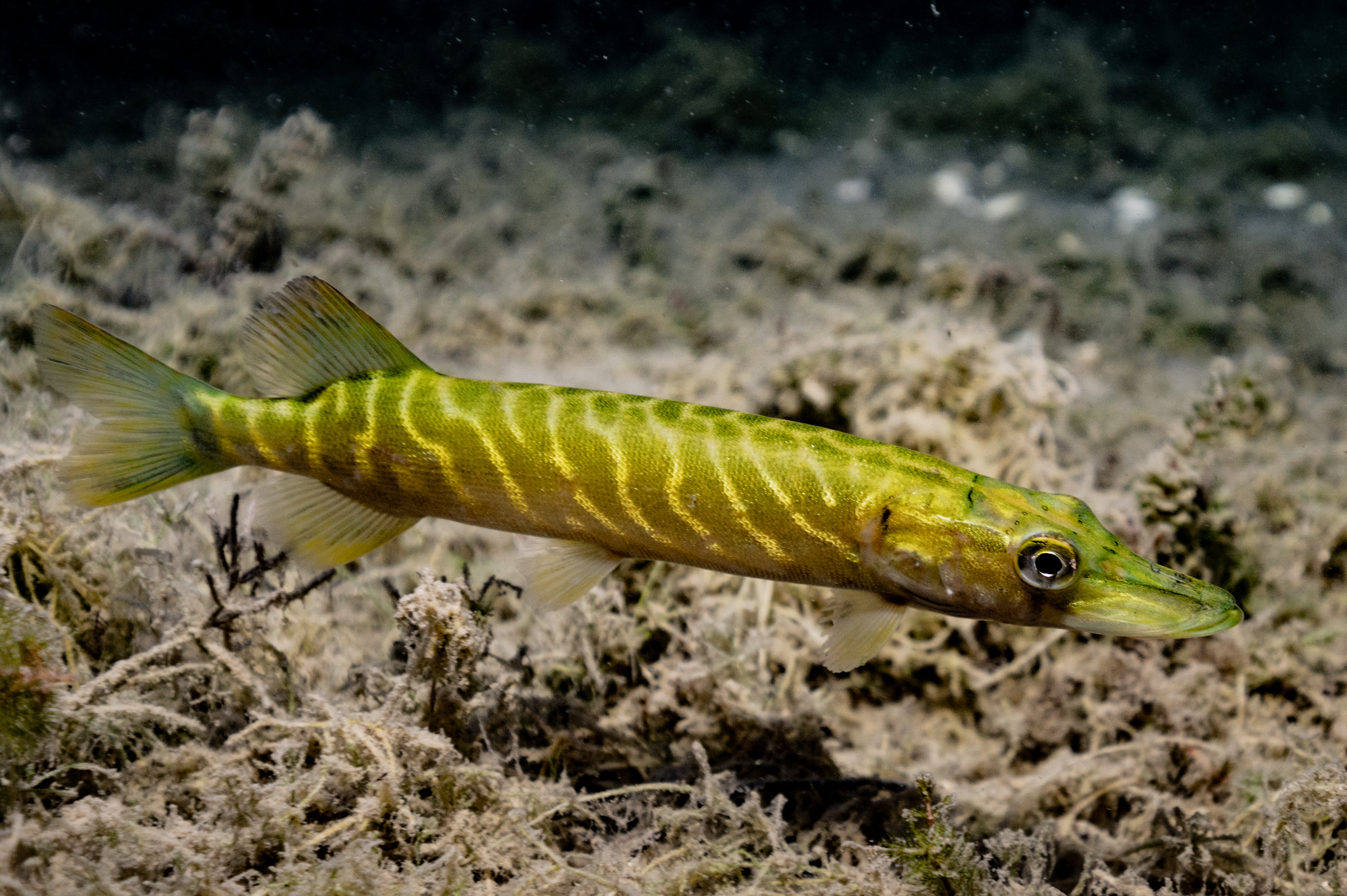 Auch junge Hechte kann man im Pichlinger See entdecken.