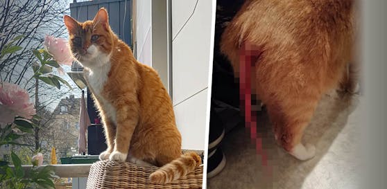 Der Besitzer fand seinen schwer verletzten Kater in seiner Wohnung.