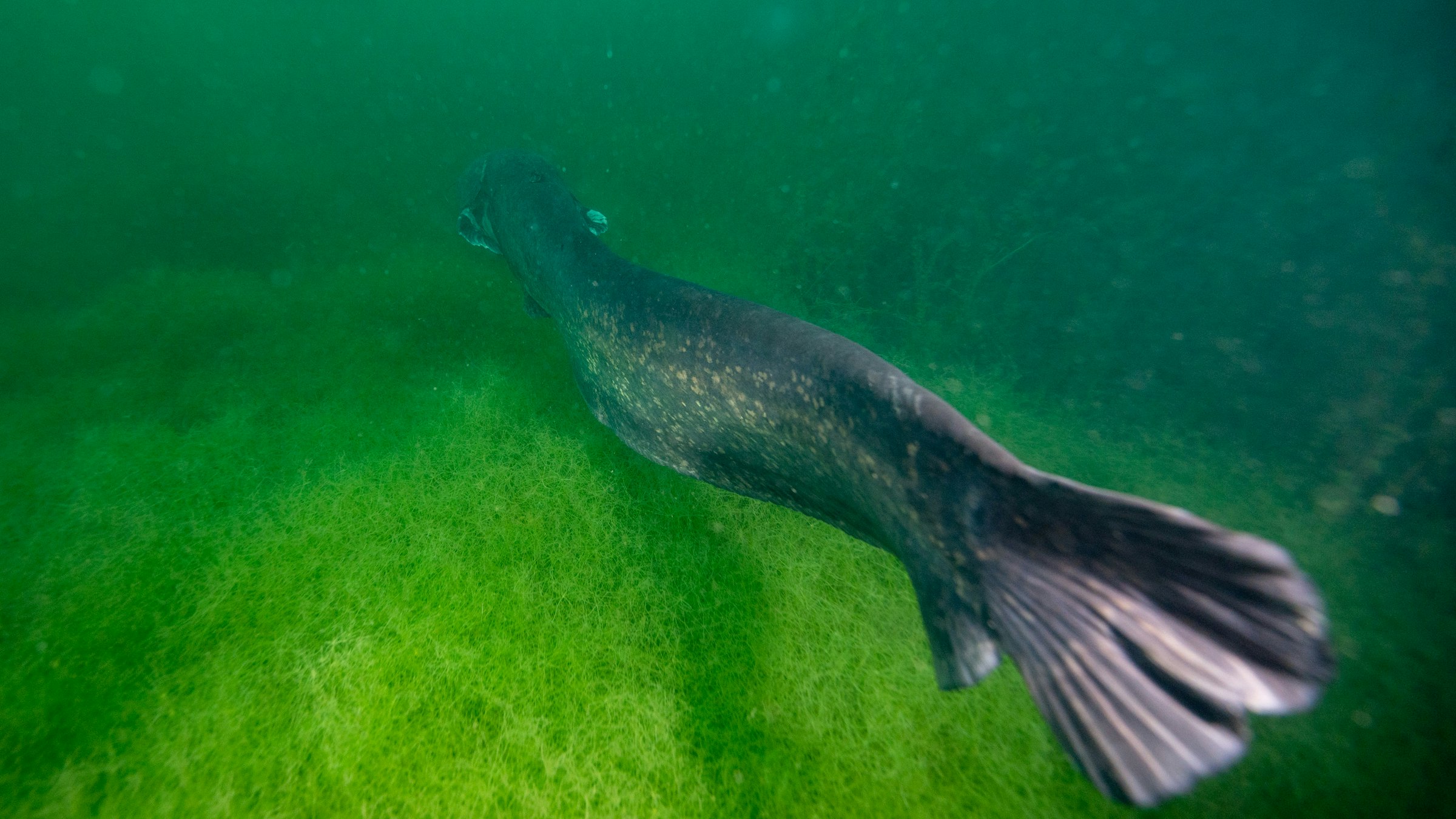 Im Pichlinger See werden immer wieder riesige Welse gesichtet.