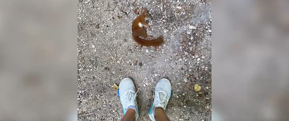 Als Bloggerin Andrea Monica Hug ein Foto eines leblosen Eichhörnchens postete, zeigten viele Follower Mitleid.